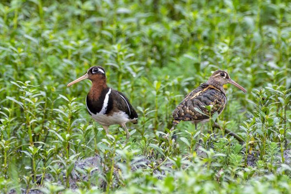 greater pented snipe