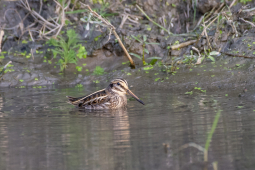 jack snipe