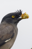 jungle myna