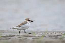 kentish plover