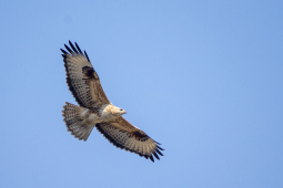 long leg buzzard