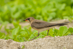 orintal pratincole adult