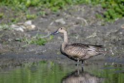 pintail female