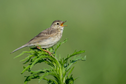 pipit paddy