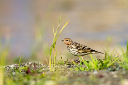 red throadted pipet