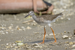 redshank1