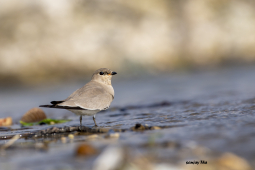 Small Pratincole