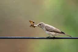 spotted flycatcher