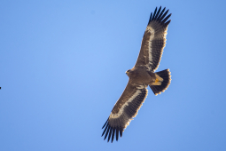 Steppe Eagle