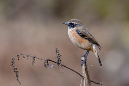 Stonechat