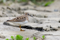 Temminck's Stint