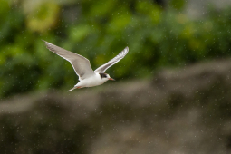 Common Tern