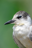 Tern Bird