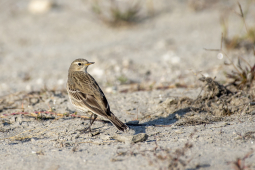 Water Pipit