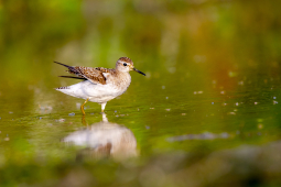 Wood Sandpiper