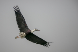 Woolly-necked Stork