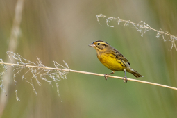 Yellow-breasted Bunting