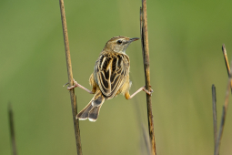 Zitting Cisticola