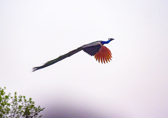 flying peacock, Shuklaphanta National Park