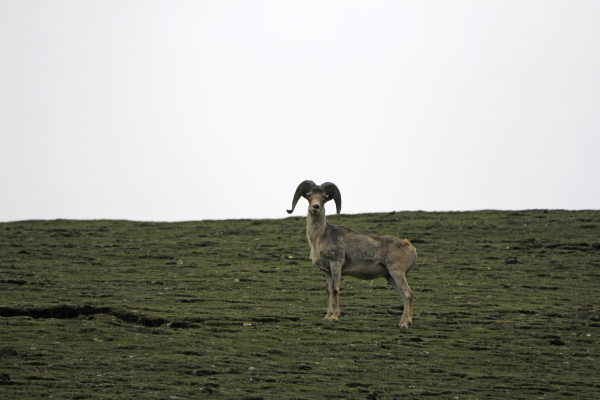 A lone wanderer.