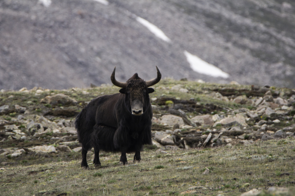 The black giant. (wild yak)