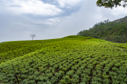 Everest Tea Garden