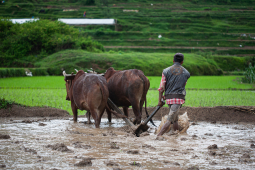 Farmer Plant Paddy Saplings