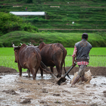 Farmers Plant Paddy Saplings In Nepal ( Ropain)