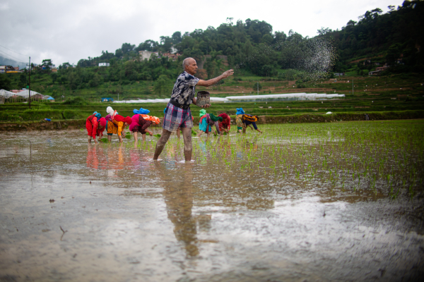 Farmers Plant Paddy Saplings