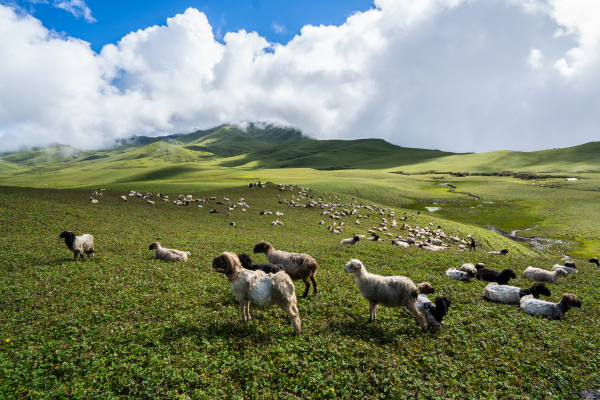 Sheeps of Tribenipatan.