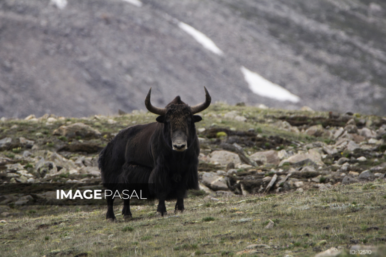 Wild yak in the Himalaya