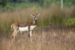 Blackbuck