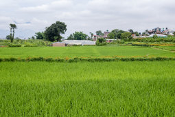 Paddy field, Gundu
