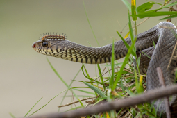 caterpillar on snake