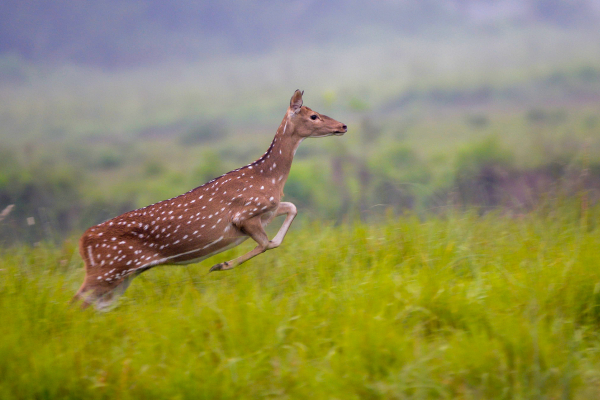 spotted deer (Chital)