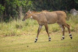 Nilgai