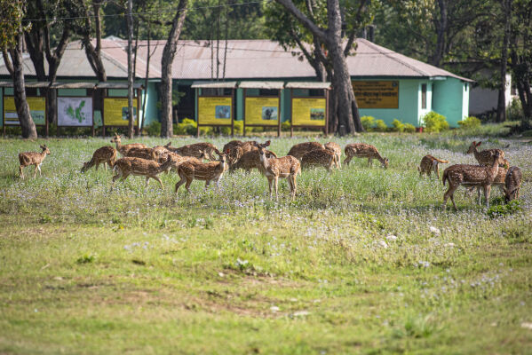 Spotted deer, Shuklaphanta National Park