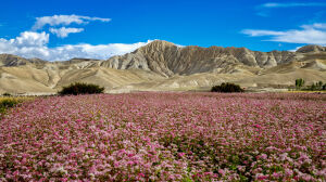 Upper mustang