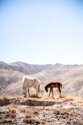 Horses of Upper Mustang