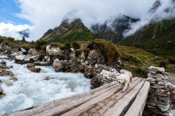 wooden bridge and landscape