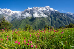 Kori Hill, kaski