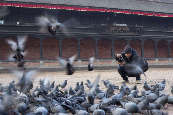 Pigeon, Bhaktapur