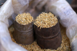 Rice Paddy Seeds