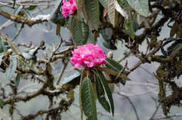 Pink Rhododendron,  Nepal