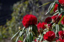 Red Rhododendron,  Nepal, 2015