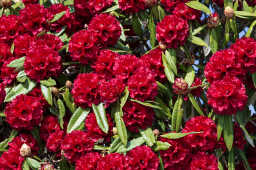 Red Rhododendron,  Nepal, 2015