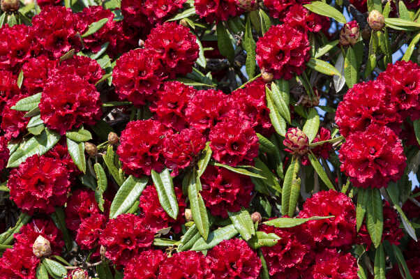 Red Rhododendron,  Nepal, 2015