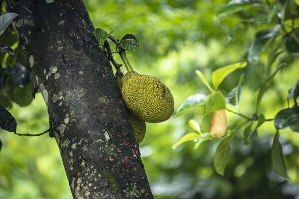 Jackfruit, Khandbari
