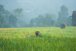 Farmers working at Balthali