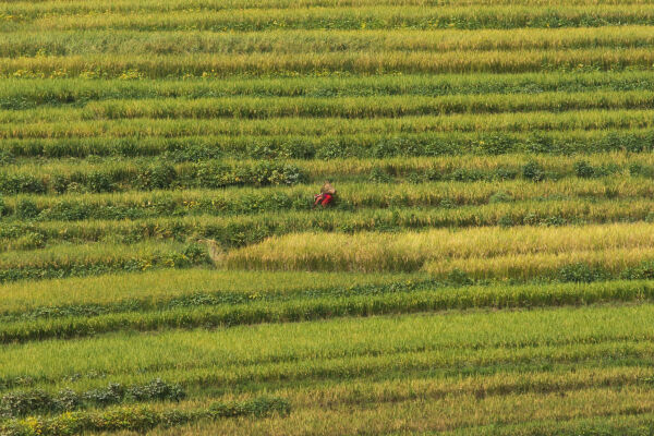 Farmers working at Balthali